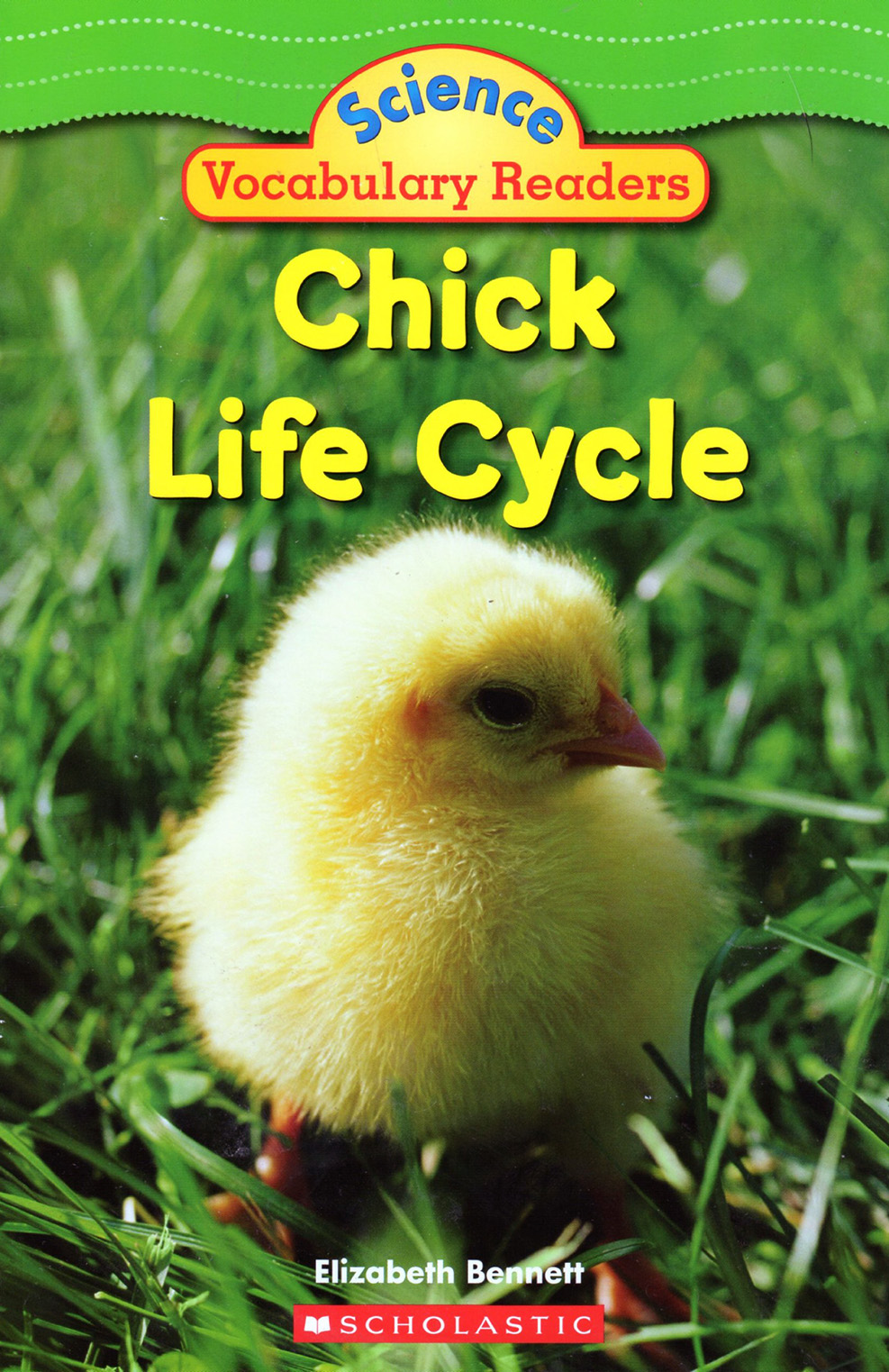 Chick Life Cycle