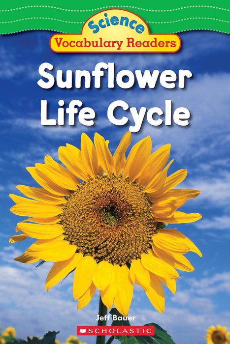 Sunflower Life Cycle