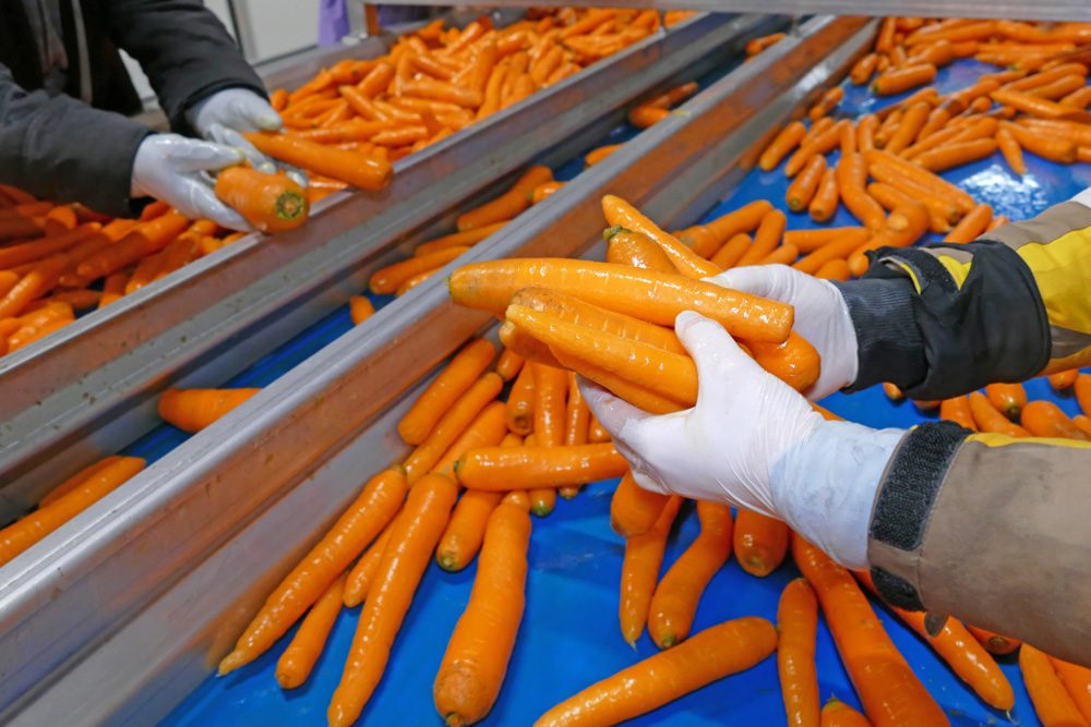 Carrots in processing system