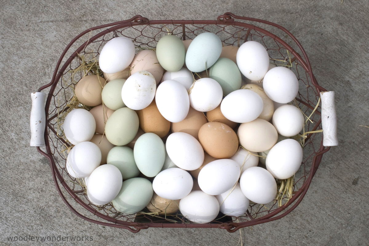 Egg Size And Color National Agriculture In The Classroom