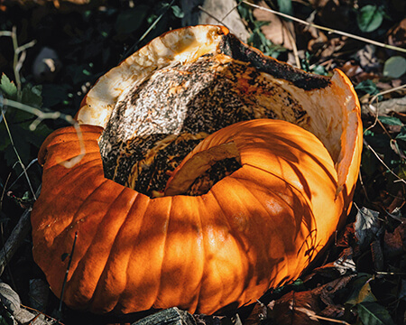 decomposing pumpkin